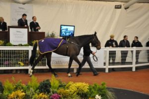 Clondaw Cracker at the Cheltenham sales